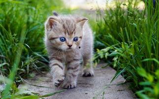 网红猫咪大虫