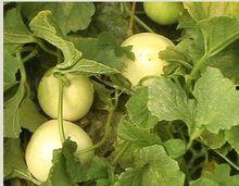 梨瓜可以吃,美味多汁，健康养生的夏日佳品