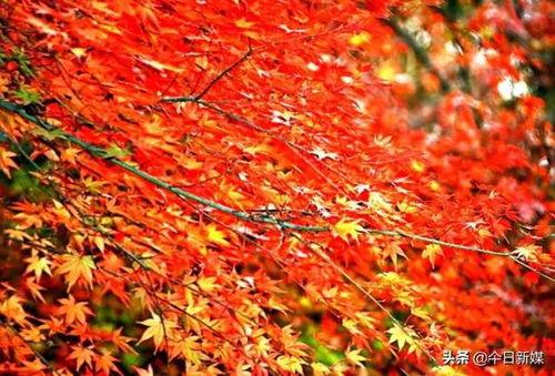 枫叶吃瓜的人,揭秘人生百态的趣味观察