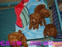 泰迪身体断网红狗,泰迪狗的逆袭之路