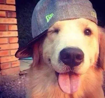 头条送的发财狗多重,开启您的财富之门