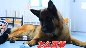 德牧吃哈密瓜,一场意外的美味邂逅