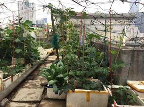 明星自动种菜视频下载,一键下载体验田园生活